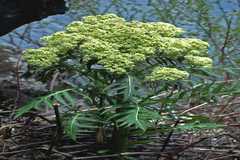 Megacarpaea polyandra